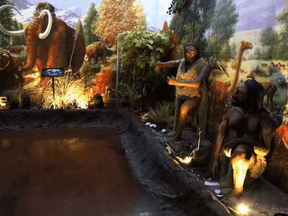 Fosil / Doğa Tarihi Alanı